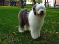 /album/fotogaleria/bobtail-antiguo-perro-pastor-ingles-7-copia-copia-jpg/